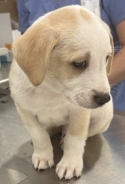 CAPPUCCINO - Mixed Breed, Large (over 44 lbs fully grown) / Mix available for adoption
