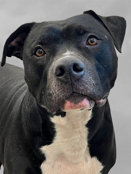 BUBBS - American Pit Bull Terrier / Mix available for adoption