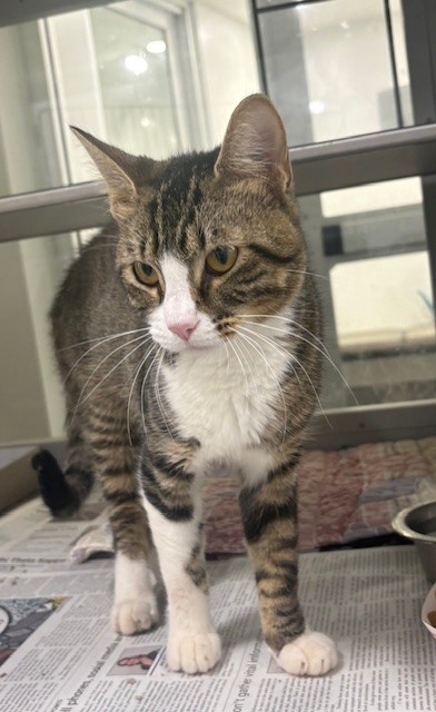 GRIM REAPURR - Domestic Shorthair / Mix available for adoption