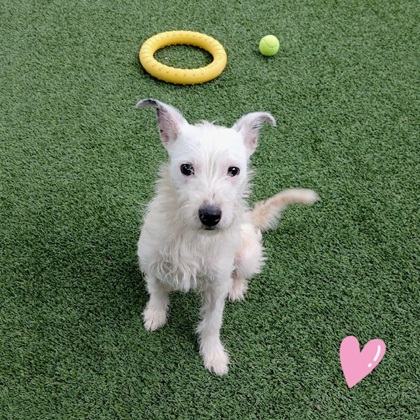 SABRINA - Mixed Breed, Medium (up to 44 lbs fully grown) / Mix available for adoption