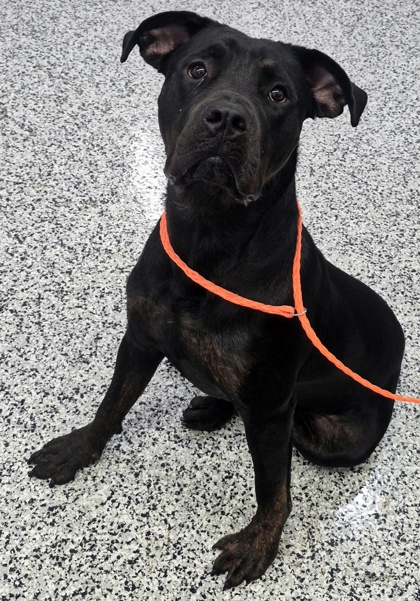ZEUS - Rottweiler / Mix available for adoption