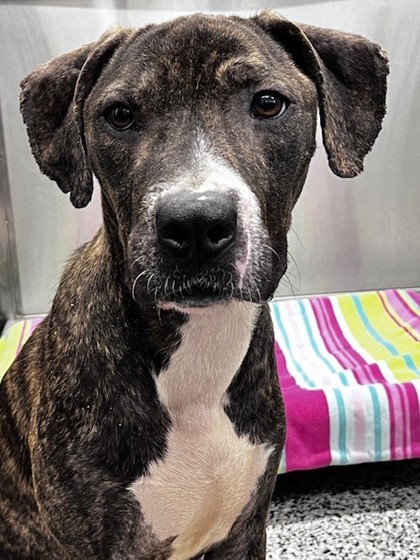 SABLE - Mixed Breed, Medium (up to 44 lbs fully grown) / Mix for adoption in Fort Worth