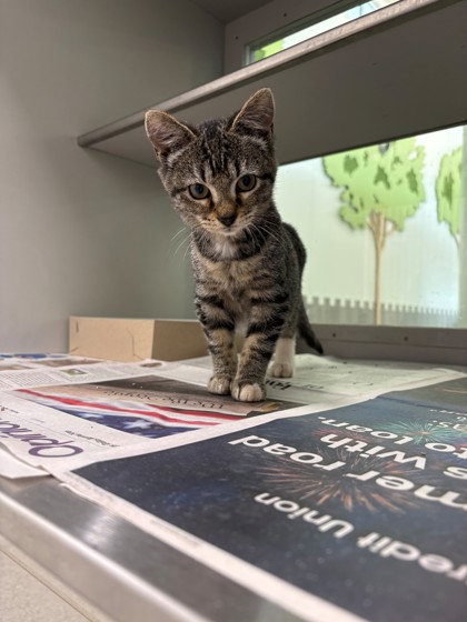 DAWN - Domestic Shorthair / Mix available for adoption