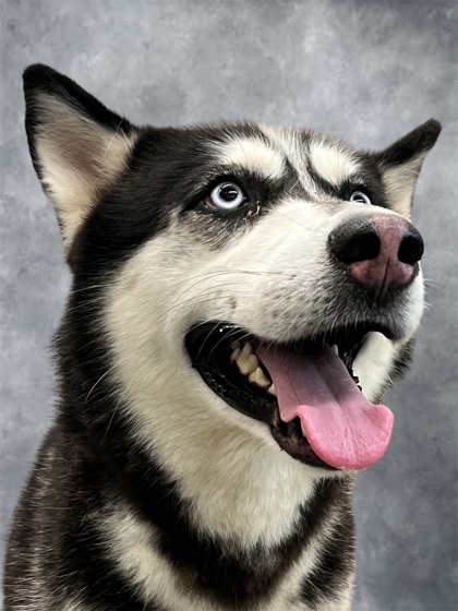 BLAZE - Siberian Husky / Mix available for adoption