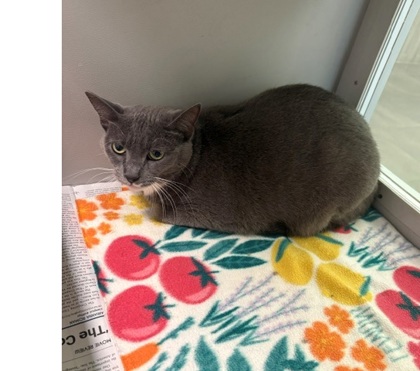 BINKY - Domestic Medium Hair / Mix for adoption in Fort Worth