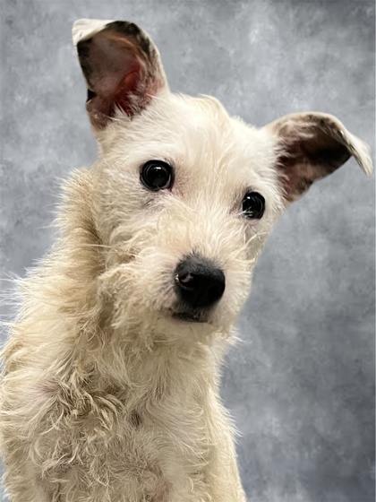 SABRINA - Mixed Breed, Medium (up to 44 lbs fully grown) / Mix available for adoption