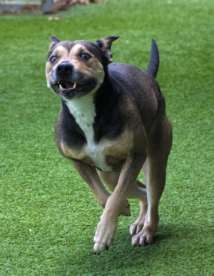DORAN - Mixed Breed, Medium (up to 44 lbs fully grown) / Mix available for adoption
