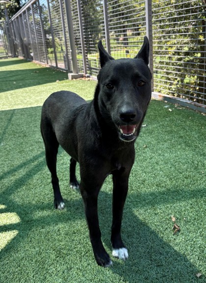 IVY - Shepherd / Mix available for adoption