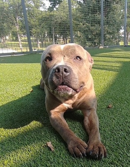 CAVA - American Pit Bull Terrier / Mix available for adoption