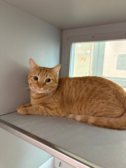 CHEEZY NUGGET - Domestic Shorthair / Mix available for adoption