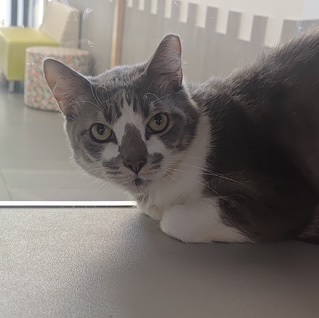 REX - Domestic Shorthair / Mix for adoption in Fort Worth