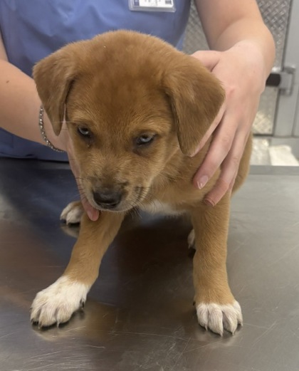 CARAMEL - Mixed Breed, Large (over 44 lbs fully grown) / Mix available for adoption
