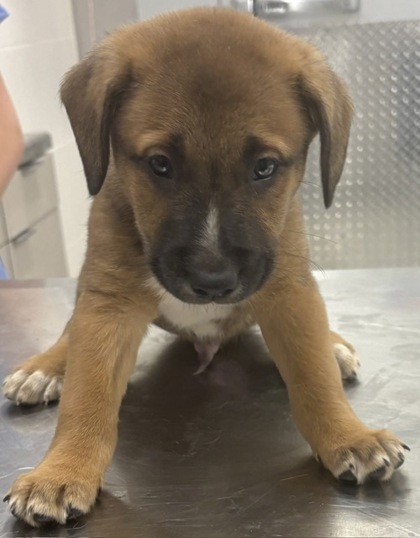 MOCHA - Mixed Breed, Large (over 44 lbs fully grown) / Mix available for adoption