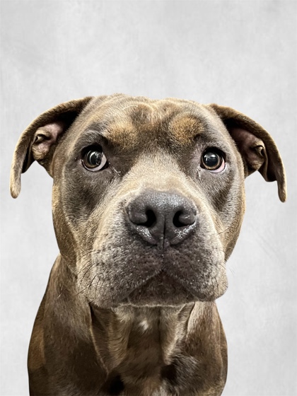 RAX - American Pit Bull Terrier / Mix available for adoption