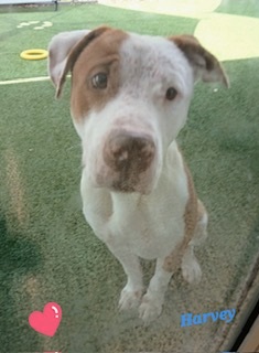 HARVEY - American Pit Bull Terrier / Mix for adoption in Fort Worth