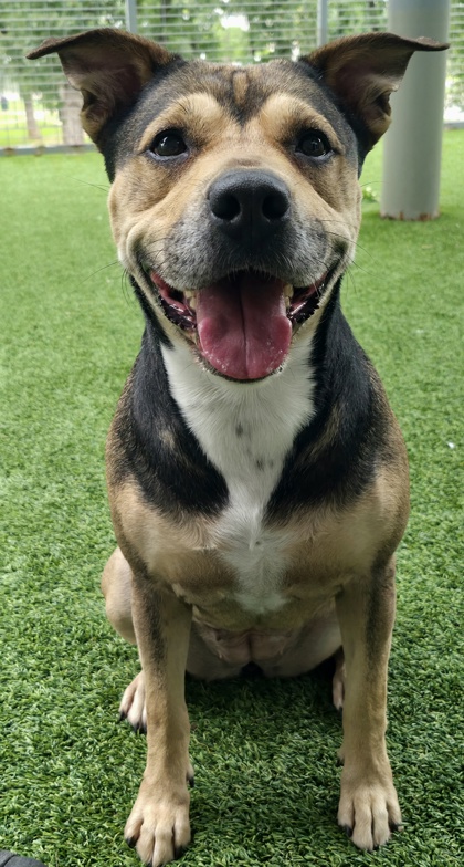 DORAN - Mixed Breed, Medium (up to 44 lbs fully grown) / Mix for adoption in Fort Worth