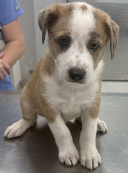 LATTE - Mixed Breed, Large (over 44 lbs fully grown) / Mix available for adoption