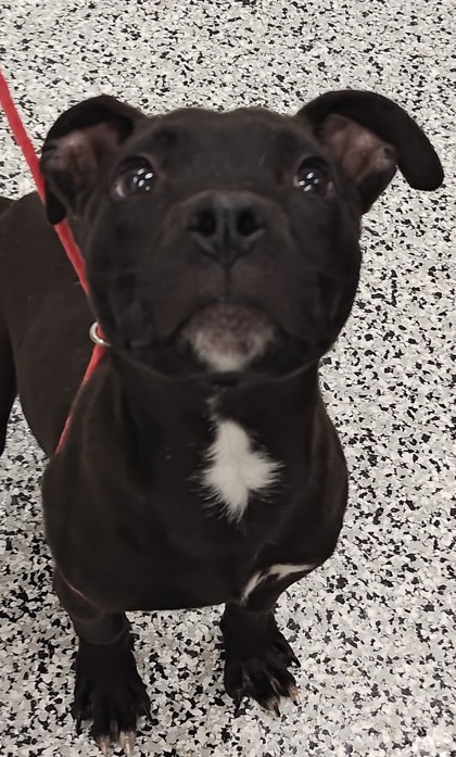CRUNCHY - Mixed Breed, Medium (up to 44 lbs fully grown) / Mix for adoption in Fort Worth