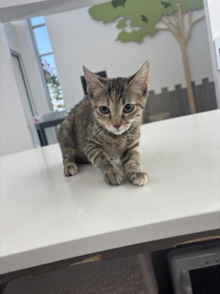 PECAN - Domestic Shorthair / Mix available for adoption