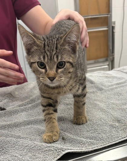 ACORN - Domestic Shorthair / Mix available for adoption