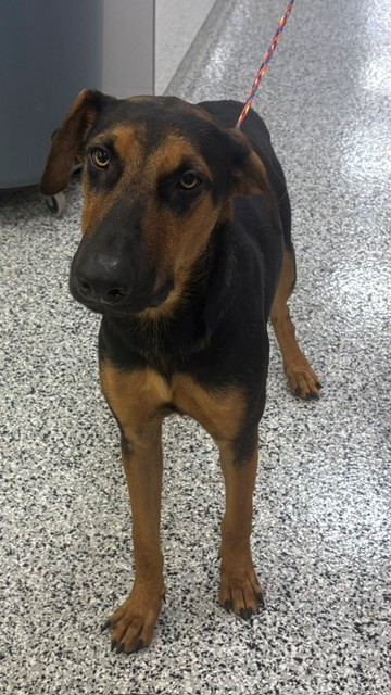BULLET - Doberman Pinscher / German Shepherd available for adoption