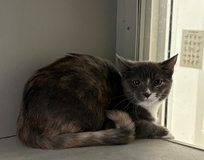 LEIA - Domestic Medium Hair / Mix available for adoption