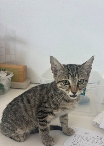 PEANUT - Domestic Shorthair / Mix available for adoption