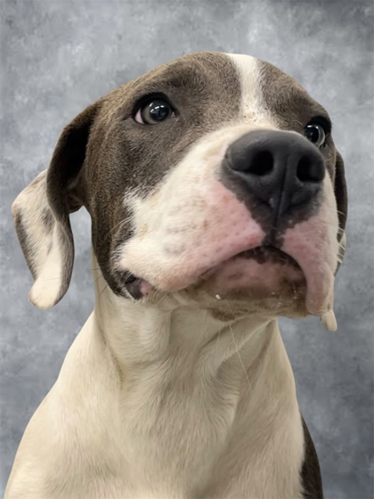 SILAS - Mixed Breed, Large (over 44 lbs fully grown) / Mix available for adoption