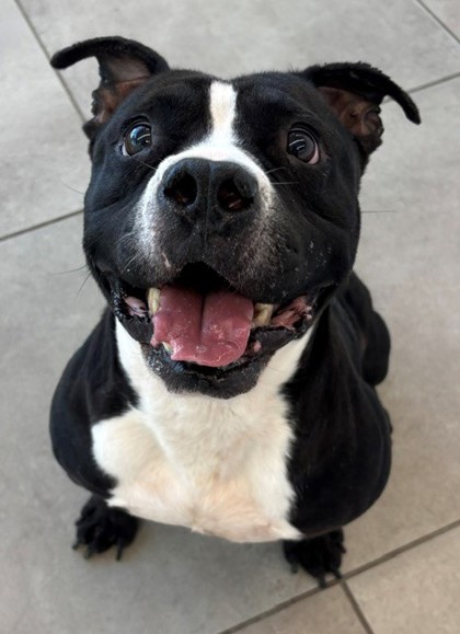 JIMI - Pit Bull Terrier / Pit Bull Terrier available for adoption