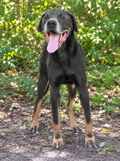 Marmaduke photo
