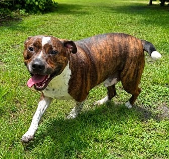 Odin photo