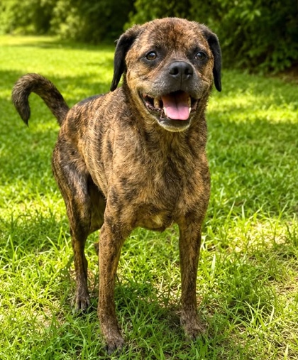 Toby photo