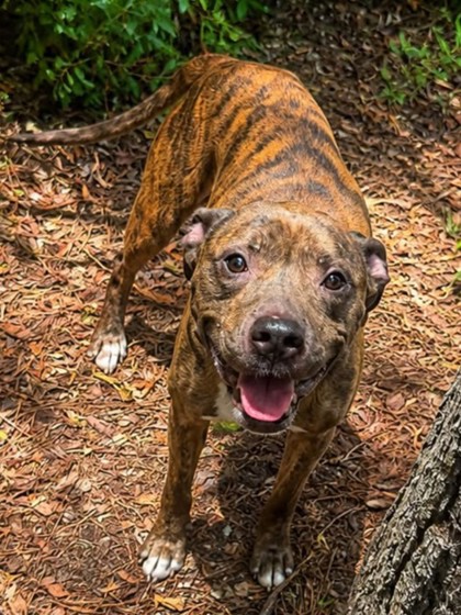 Otis photo