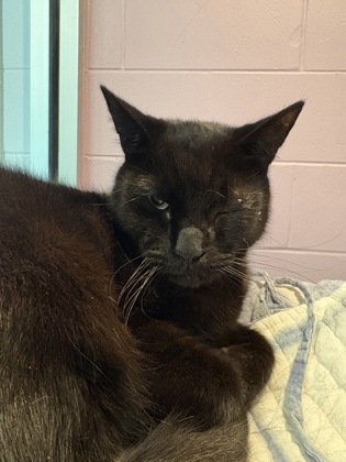 Salem photo