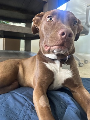 Dixie photo
