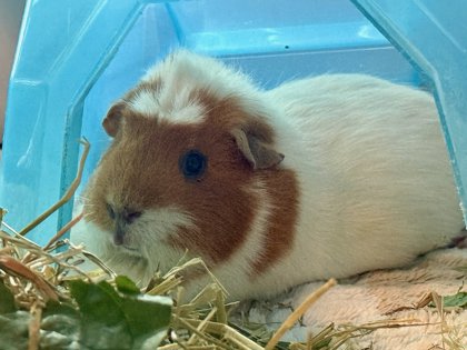 Peanut photo