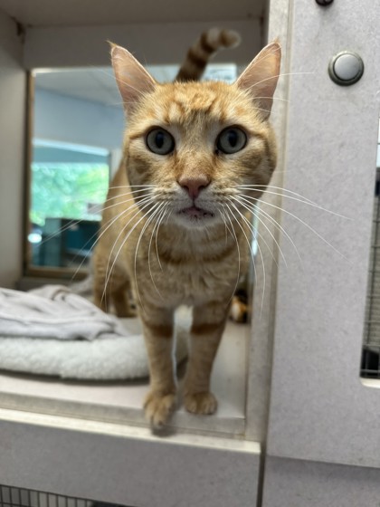 Snuffy photo