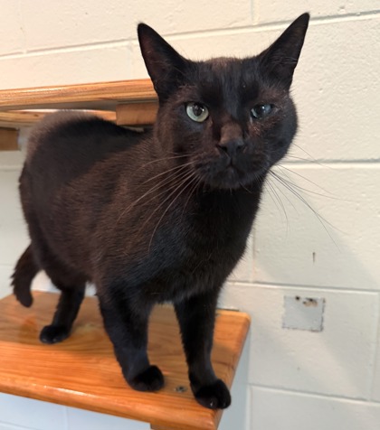 Salem photo
