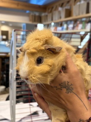 Penny photo