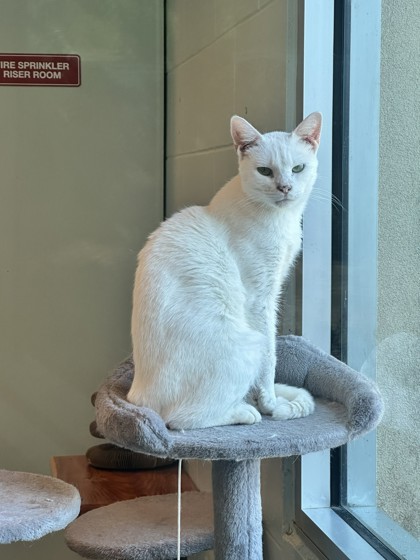 Lulu photo