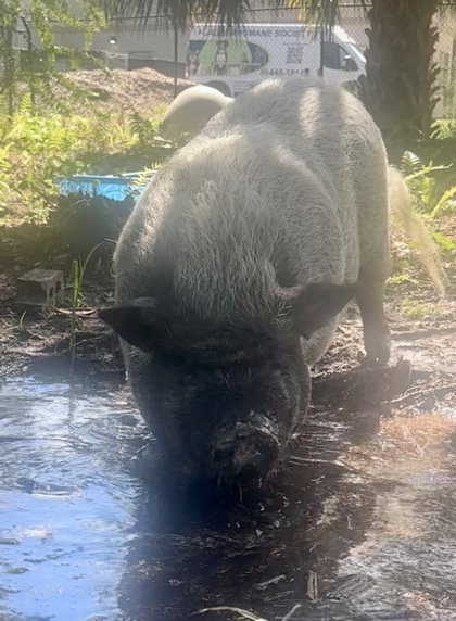 Big Bessie photo