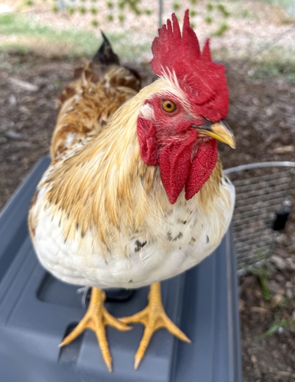 Roost photo