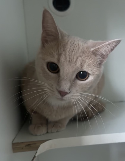 Penny photo