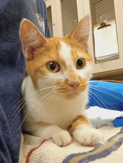 Cantaloupe photo