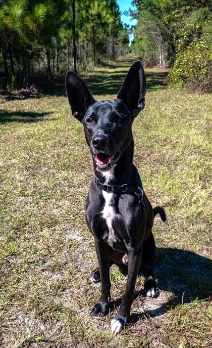 Jack photo
