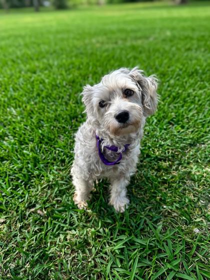 Dixie photo