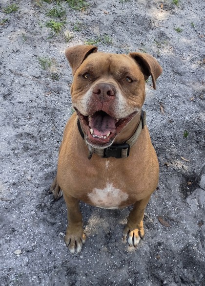 Rocco photo