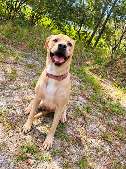 Gracie photo