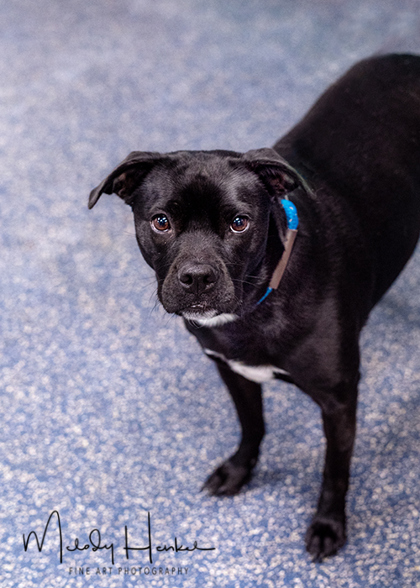 Fall Friends Fair at the Animal Protection Center of Southeastern