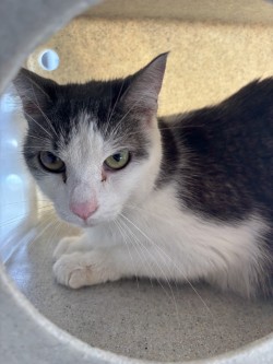 MILO - Domestic Shorthair / Mix for adoption in Norfolk